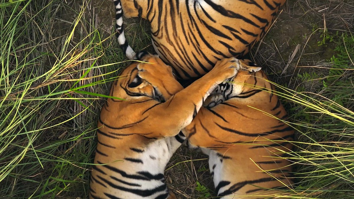 BBC One - Asia, Asia: Coming soon to BBC One and iPlayer