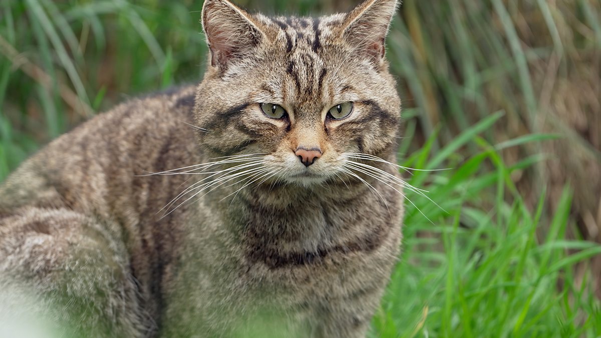 BBC ALBA - Wildcats: Cait ann an Cunnart