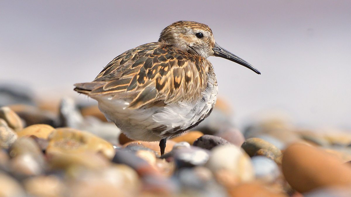 Winterwatch 2025 Extra Winter Magic BBC iPlayer