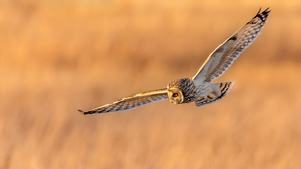 Winterwatch 2025 Extra Winter Celebrations BBC iPlayer