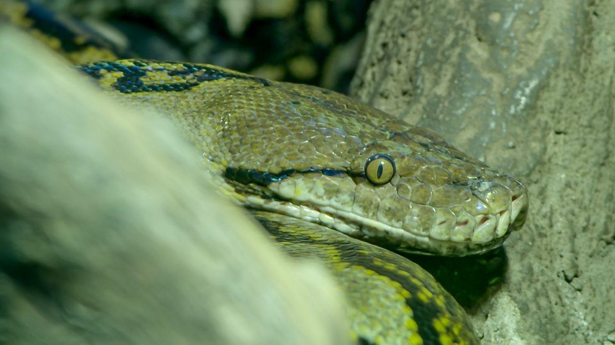 Go Wild - Series 2 - Aneeshwar and Lizzie: 26. Python and Pelican - BBC ...