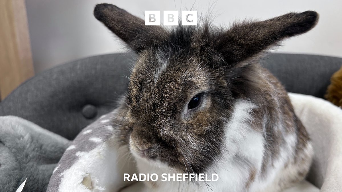 BBC Radio Sheffield - BBC Radio Sheffield, Fur real: Rabbits help ...