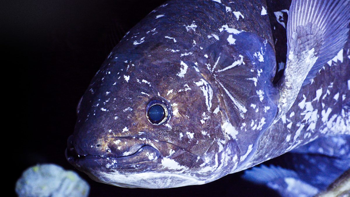 Deep Ocean: Kingdom of the Coelacanth