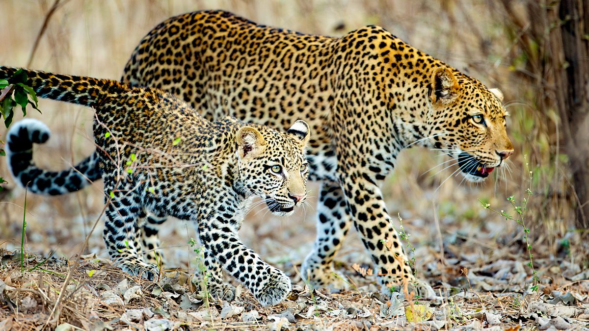 Kingdom Series 1: 1 Four Crowns One Kingdom BBC iPlayer