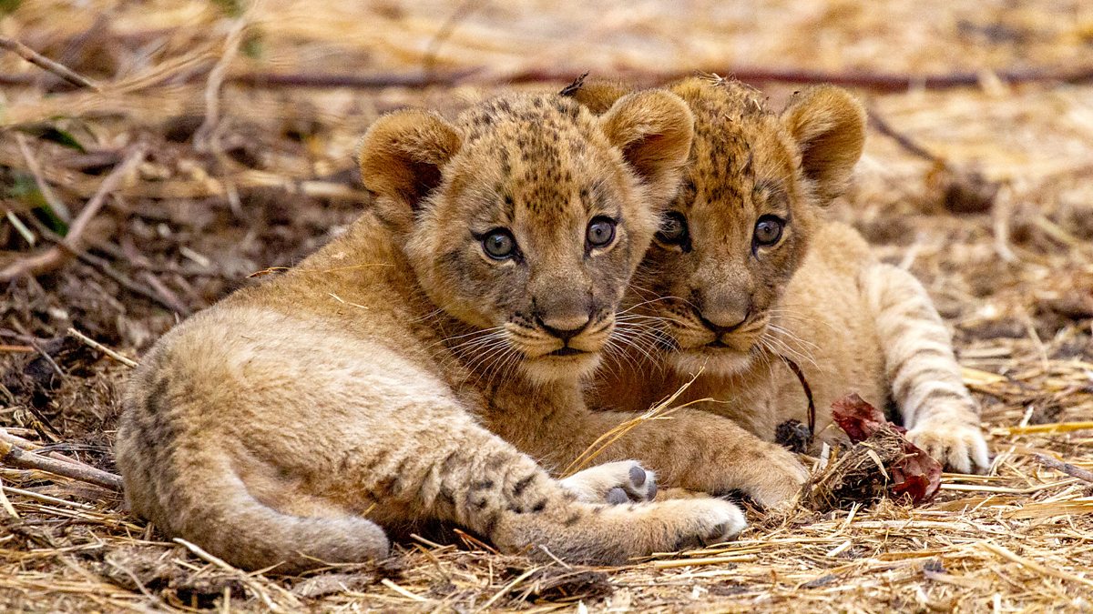 Kingdom Series 1: Episode 3 BBC iPlayer