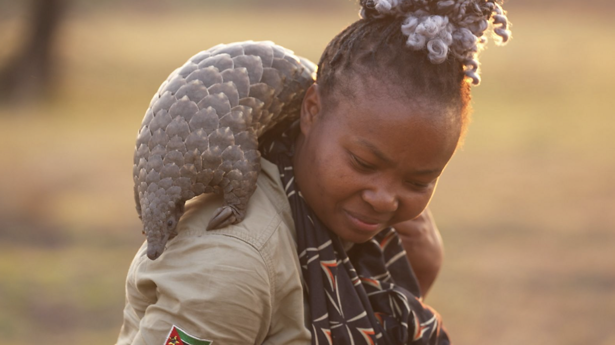 BBC News - The Travel Show, Mozambique: Gorongosa's Great Comeback - Part 1