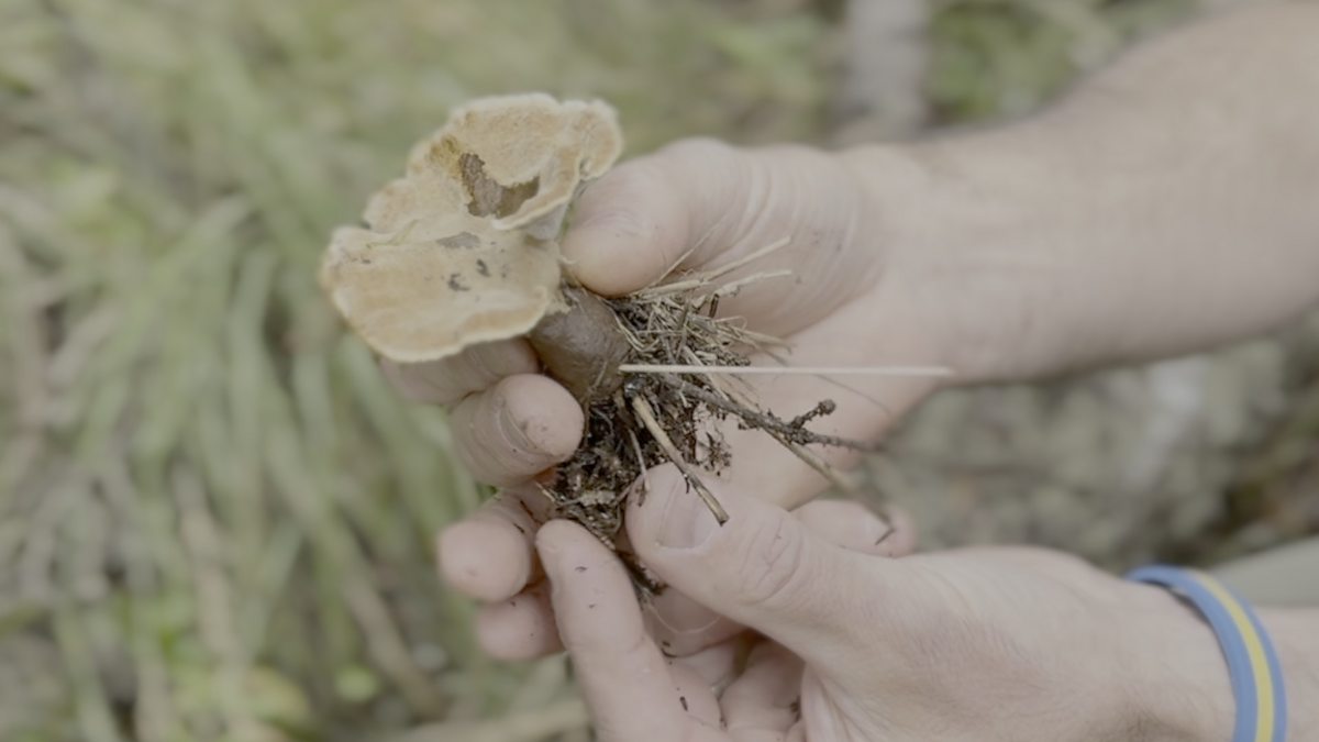 How mushrooms could help to keep our homes warm