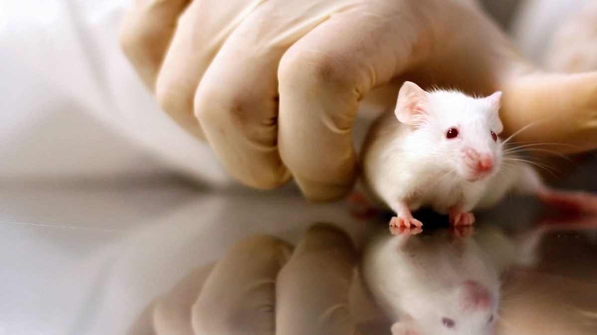 BBC News - Government Aims to Reduce Animal Testing