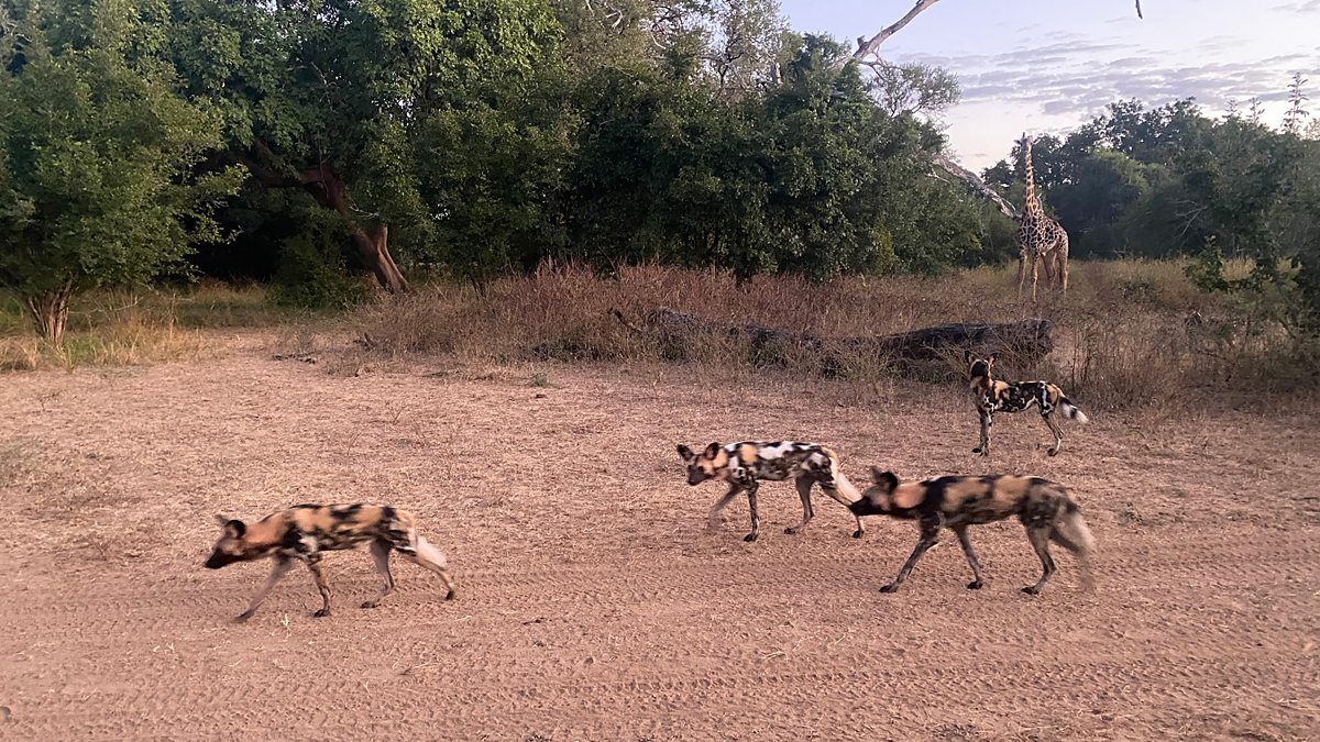 BBC One - Kingdom - Dog days