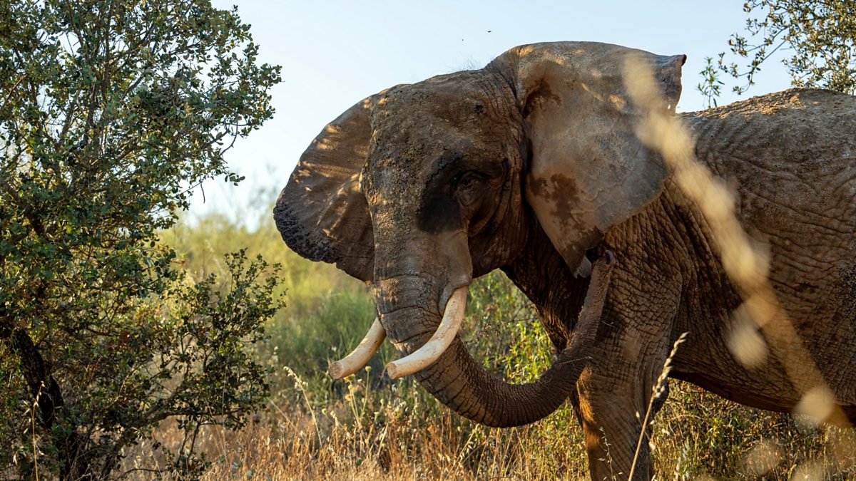 Julie the Elephant Retires to Sanctuary and Other Inspiring Global Stories - News Directory 3