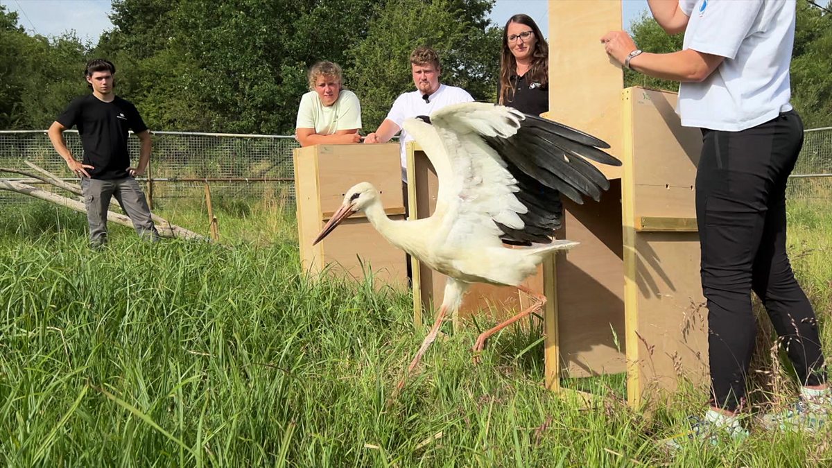 BBC News Breeding Storks Return To Derbyshire After 600 Years