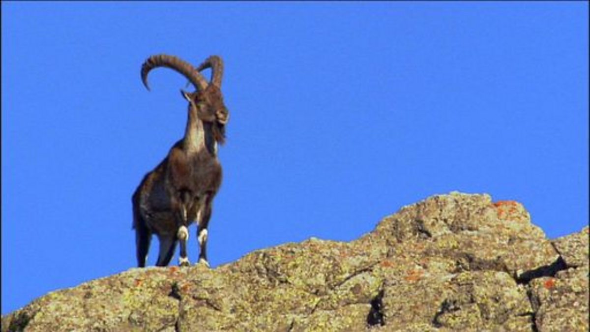 Adaptation of walia ibex in finding a niche habitat - Adaptation: Video ...