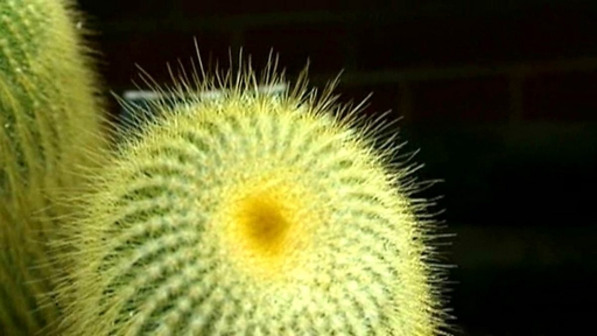 What do plants need to grow? BBC Bitesize