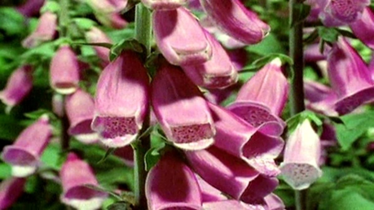 deal plant Ruda Plant For Sale main image 1