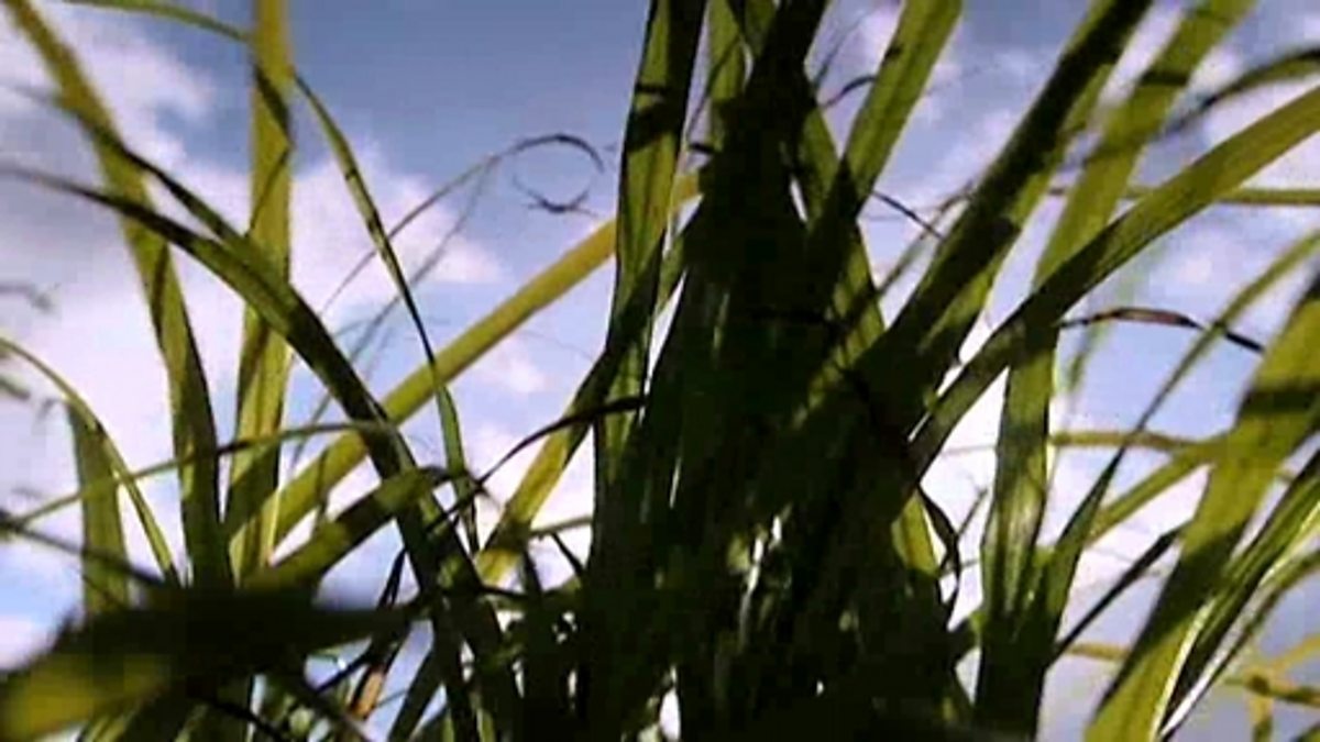 Variations in plants BBC Bitesize