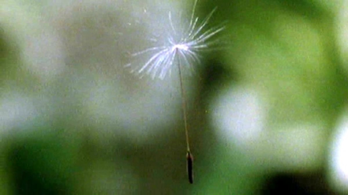 Plants (clip compilation) - Living things: Video playlist - BBC Bitesize