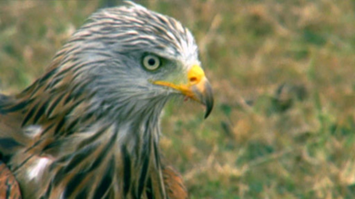 What is a bird of prey? BBC Teach