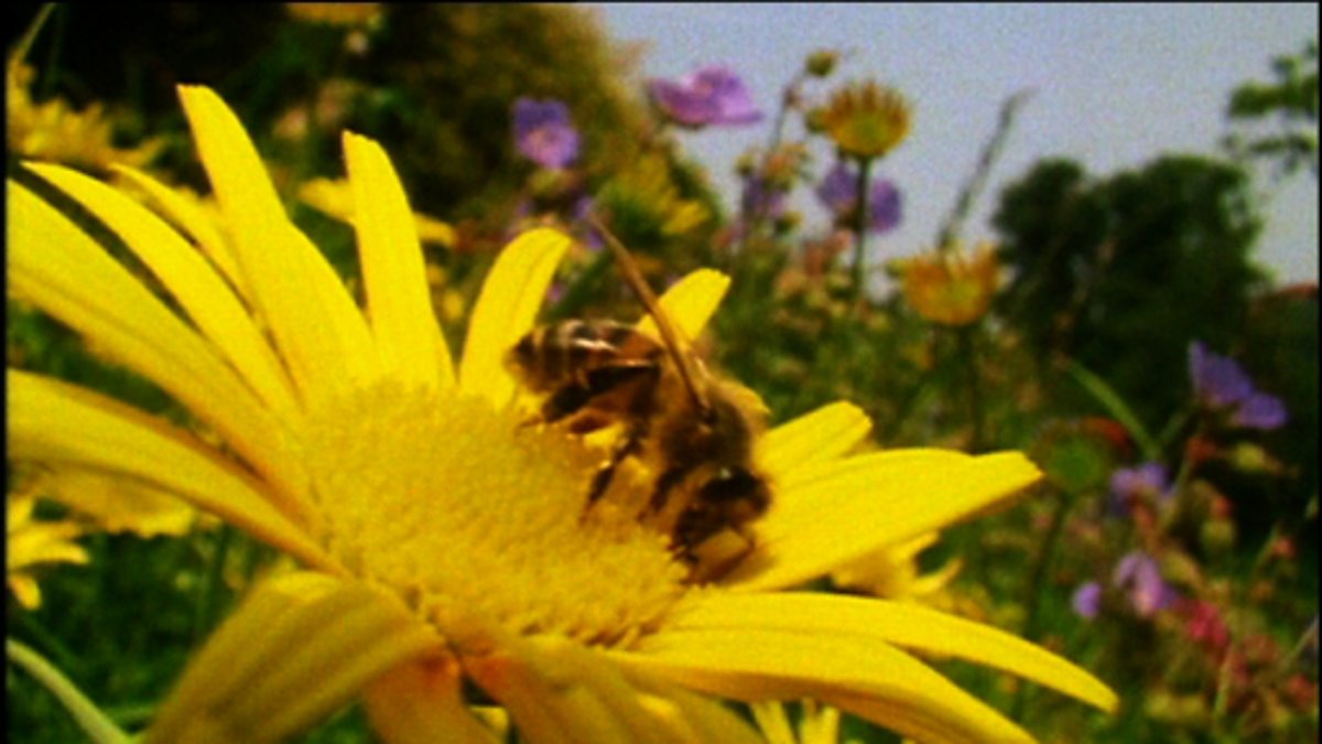 Characteristics of insects - BBC Teach