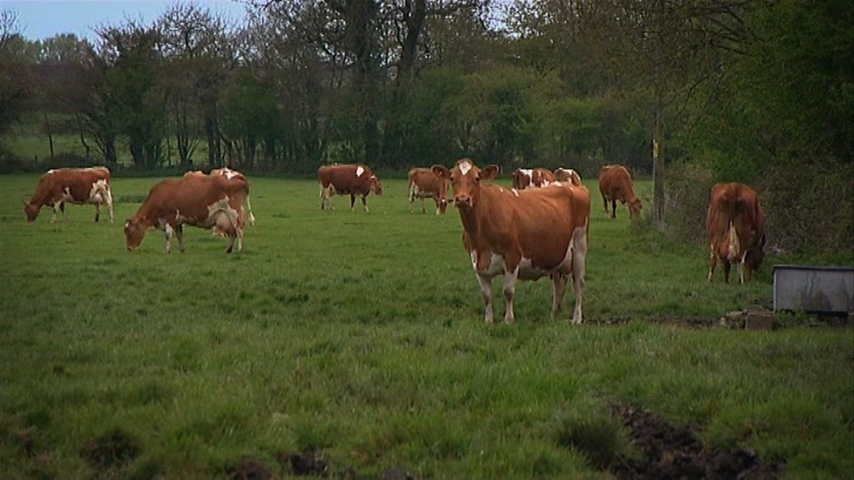 Geography KS3/KS4 Why do dairy farmers go organic? BBC Teach