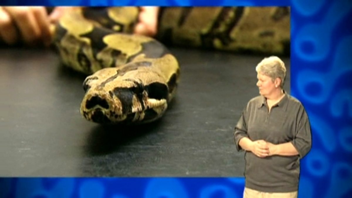 Measuring weight grams and kilograms (signed) BBC Bitesize