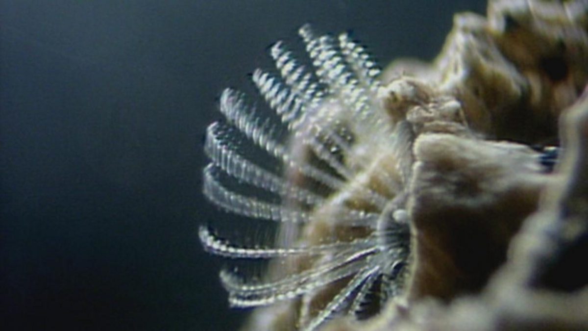 Climate change and barnacle distribution BBC Bitesize