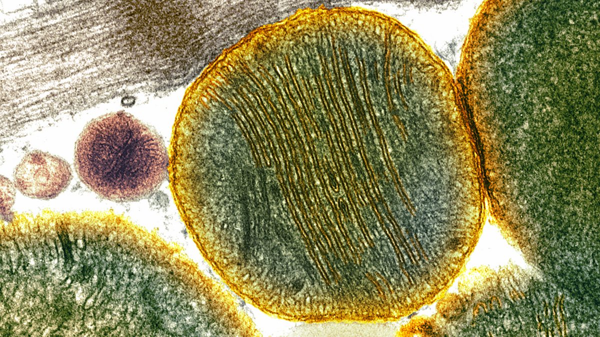 engineering Therapeutic use of cells National 4 Biology