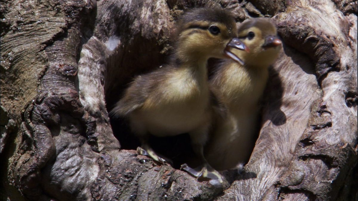 Science KS1 / KS2 Baby Mandarin ducks and their first