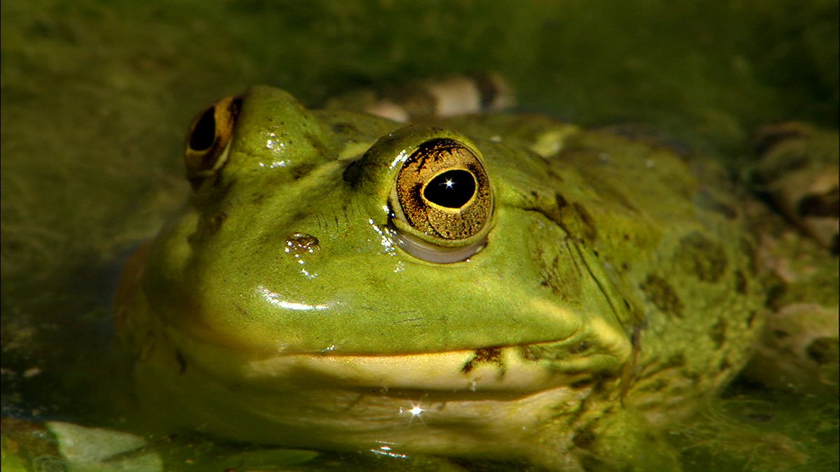 Science KS1 KS2 Frogs In Their Habitat BBC Teach