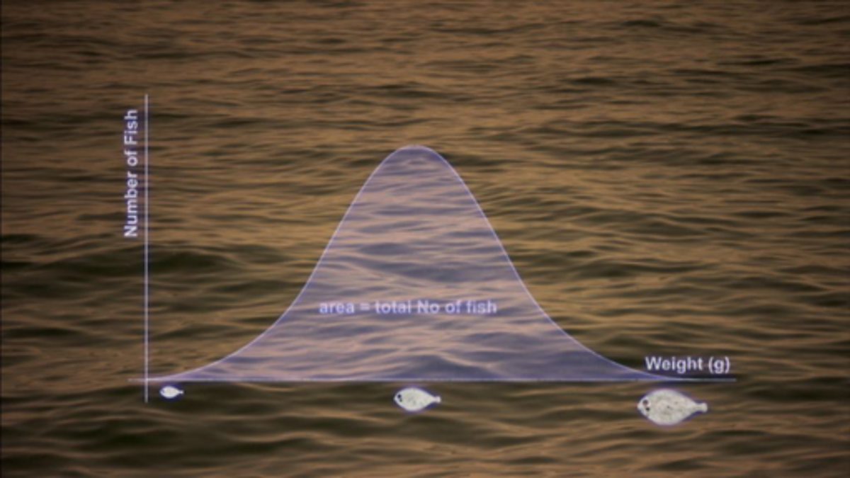 Maths GCSE Normal distribution in fish populations BBC Teach