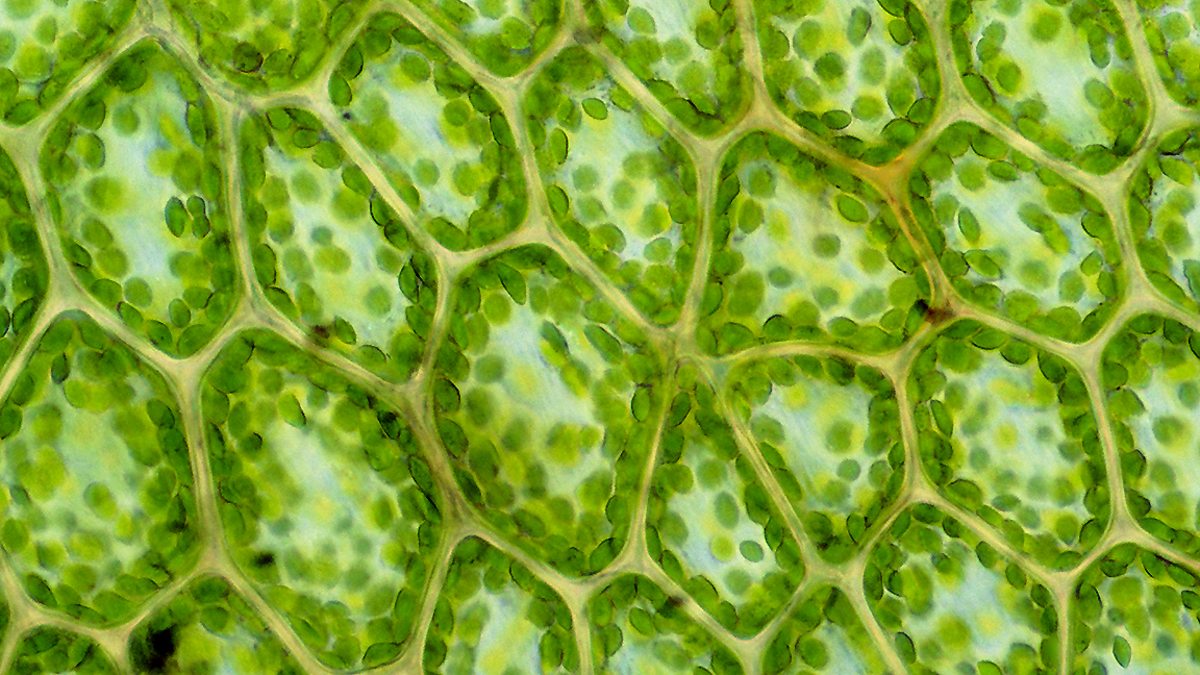 Palisade Cell