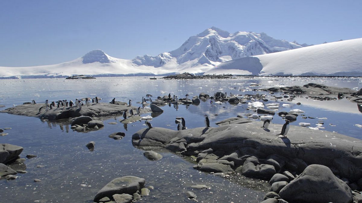 c Learning English 媒体英语 Penguins Lost Ability To Taste Fish 企鹅失去对鱼的味觉