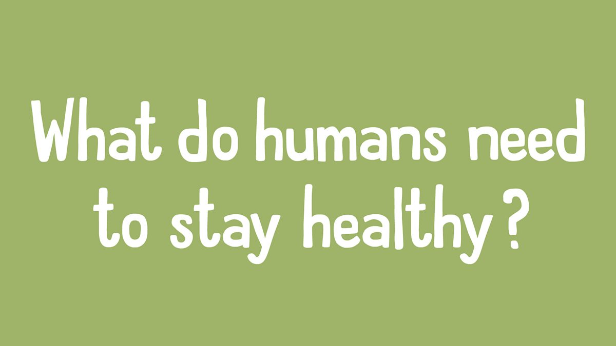 An introduction to the major organs of the human body BBC Bitesize