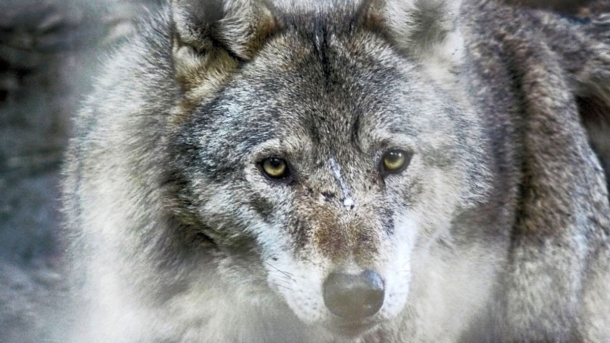 BBC Learning English - The English We Speak / To keep the wolf from the ...