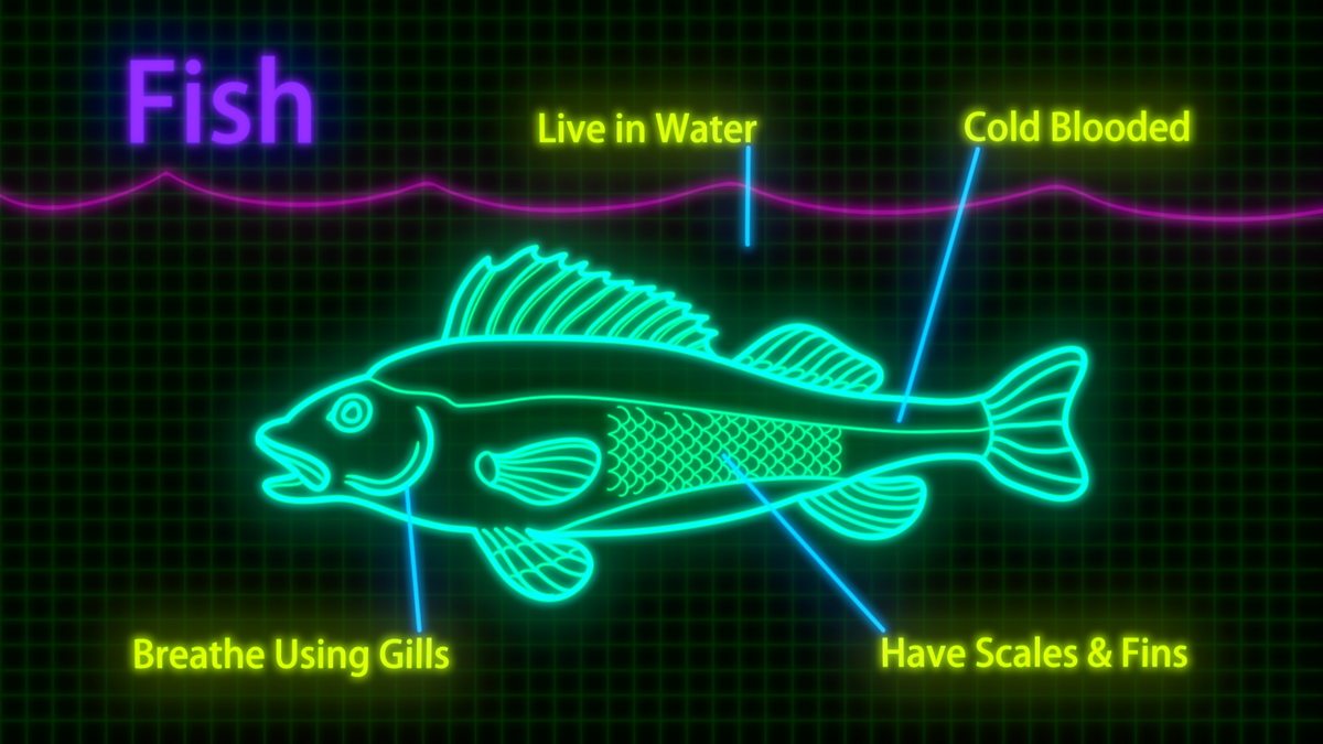 Science KS2 / KS3: Classification of organisms - BBC Teach