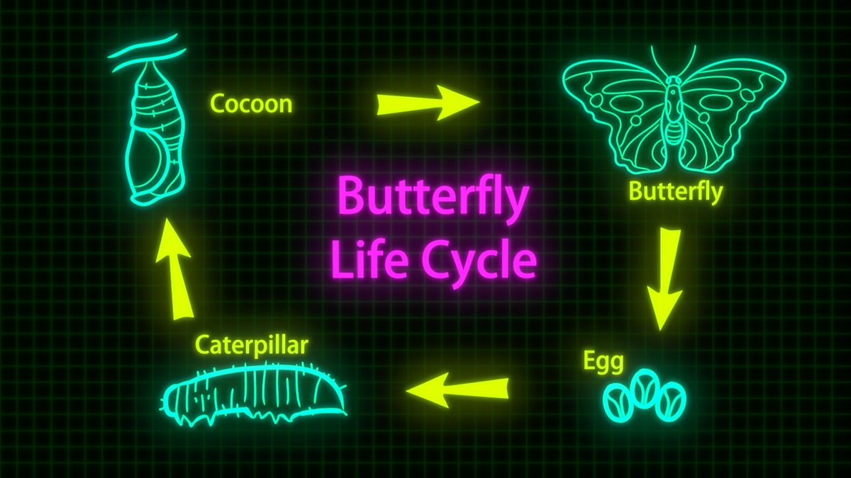 KS2 / KS3 Science: The life cycles of different organisms - BBC Teach