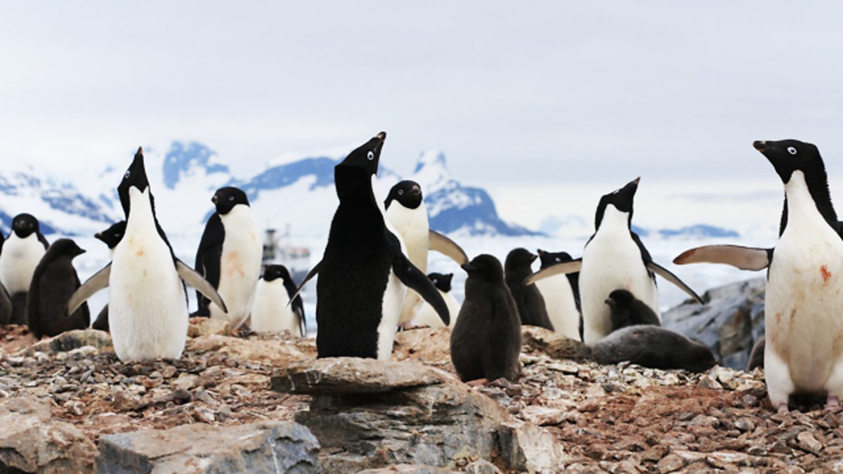 How climate change is affecting penguins and their habitat - BBC Teach