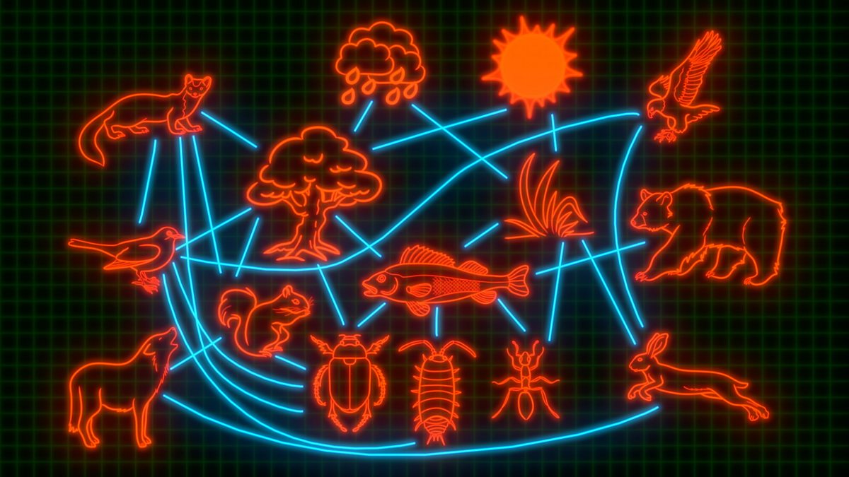 ks2-ks3-science-the-connections-within-ecosystems-bbc-teach