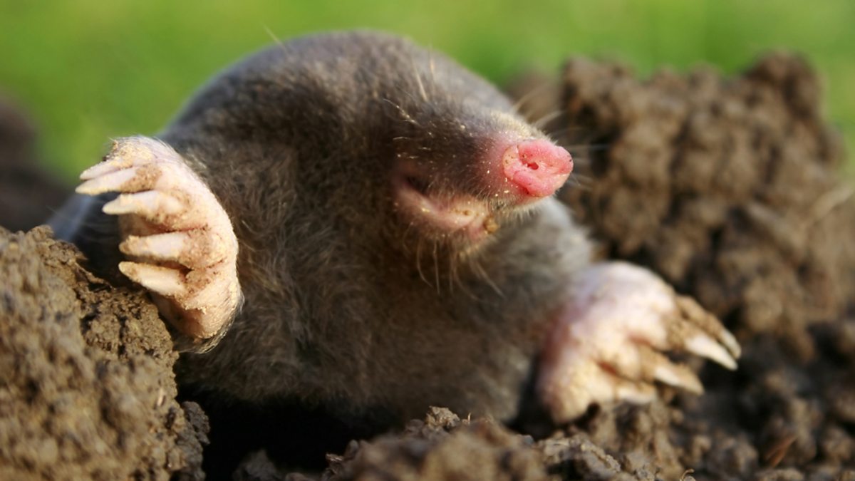 c Learning English 地道英语 To Make A Mountain Out Of A Molehill 小题大做
