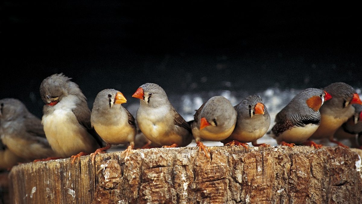 c Learning English 媒体英语 Zebra Finch Heat Song Changes Hatchling Development 珍珠鸟 高温时的鸣叫有助于雏鸟生长