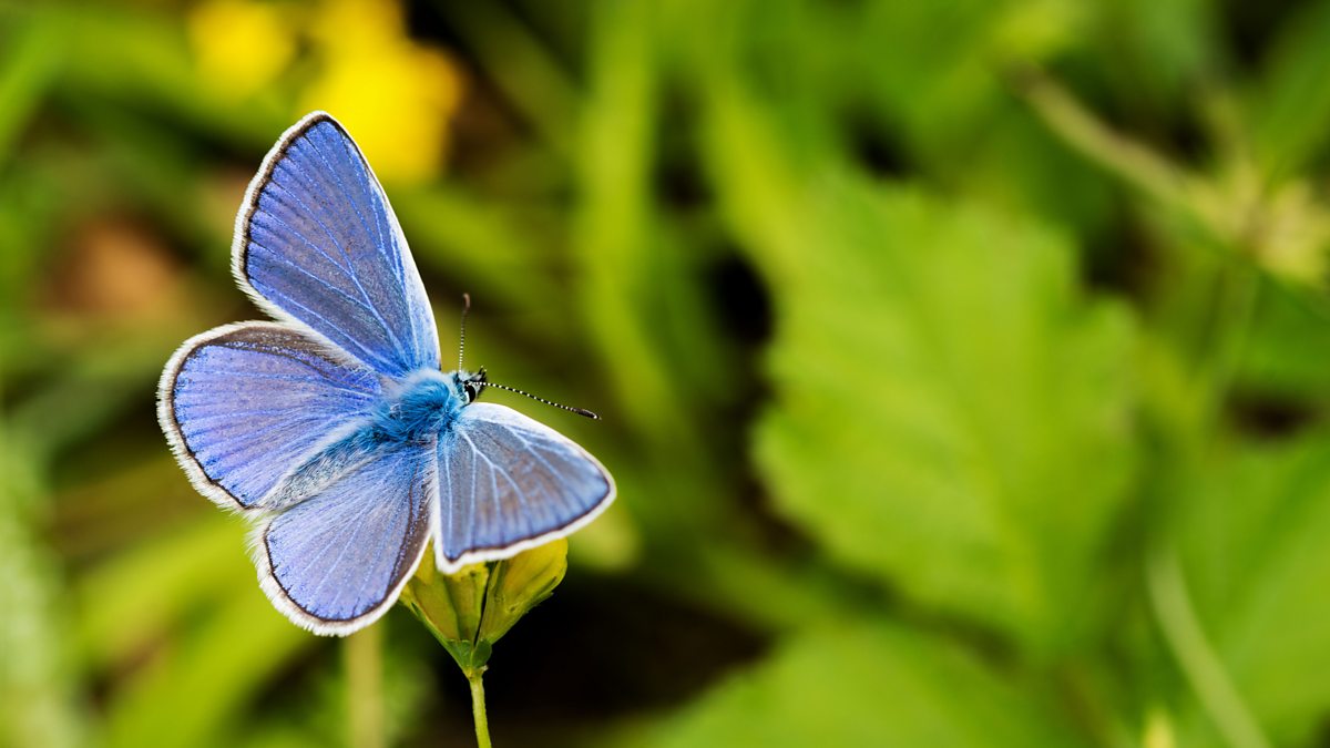 c Learning English 媒体英语 Butterfly Numbers Drop A Mystery Say Experts 英国蝴蝶数量下降现象令专家费解