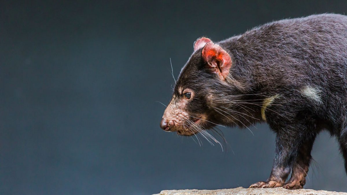 BBC Learning English - 媒体英语 / Tasmanian devil milk fights superbugs 袋獾 ...