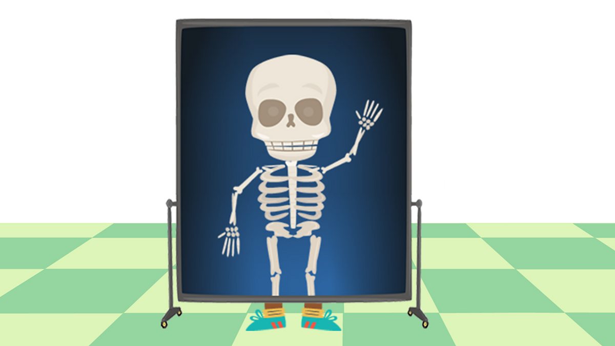 An introduction to the major organs of the human body BBC Bitesize