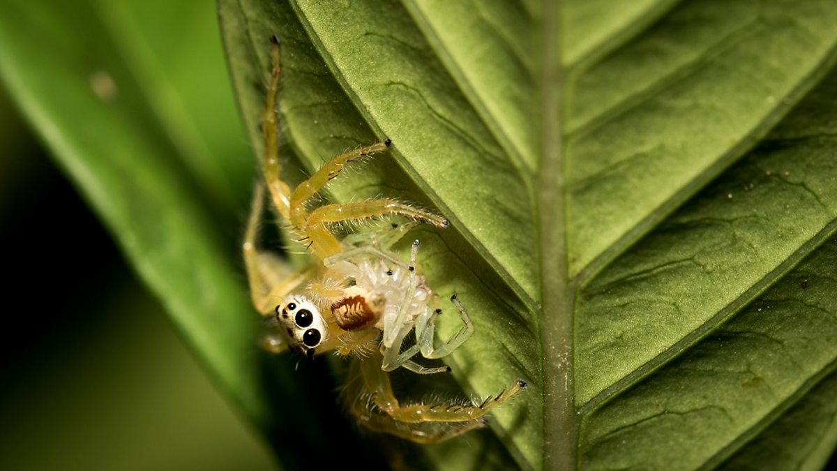 c Learning English 媒体英语 Spiders Top The Global Predator Charts 研究称蜘蛛 食量居全球捕食性动物之首 c Learning English 媒体英语 Spiders Top The Global Predator Charts 研究称蜘蛛 食量居全球捕食性动物之首