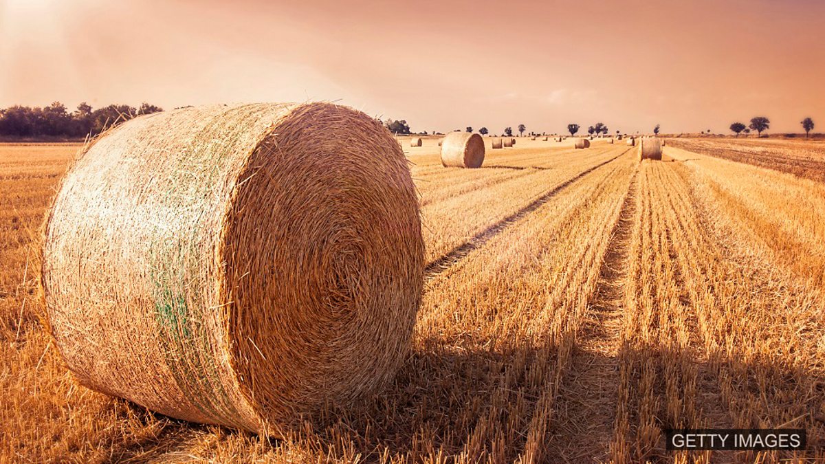 Bbc Learning English 今日短语 Make Hay While The Sun Shines 趁热打铁