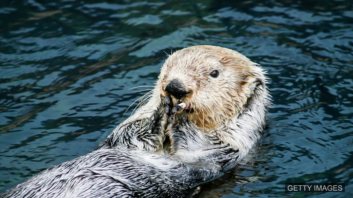 BBC Learning English - 媒体英语/ Sea otters ahead of dolphins in