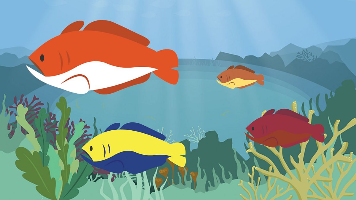 What is an ocean habitat? - BBC Bitesize