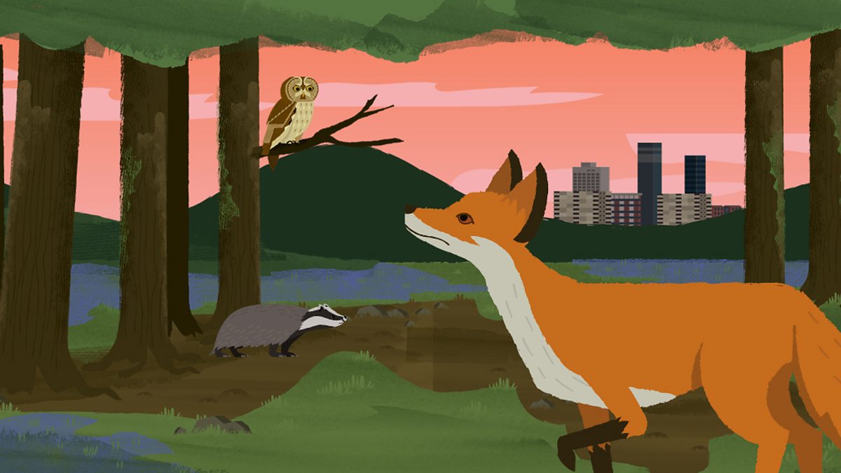 fox food chain to plant