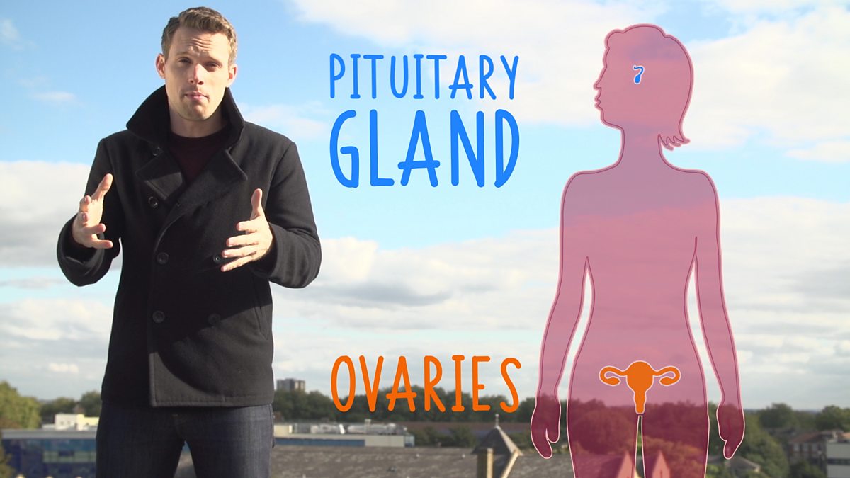 Hormones in human reproduction - Explaining key biological concepts: Video playlist - BBC Bitesize