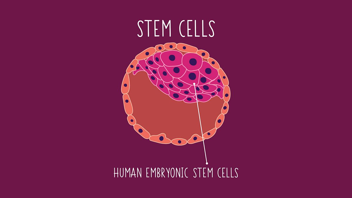 Cell division - Cell Biology: Video playlist - BBC Bitesize