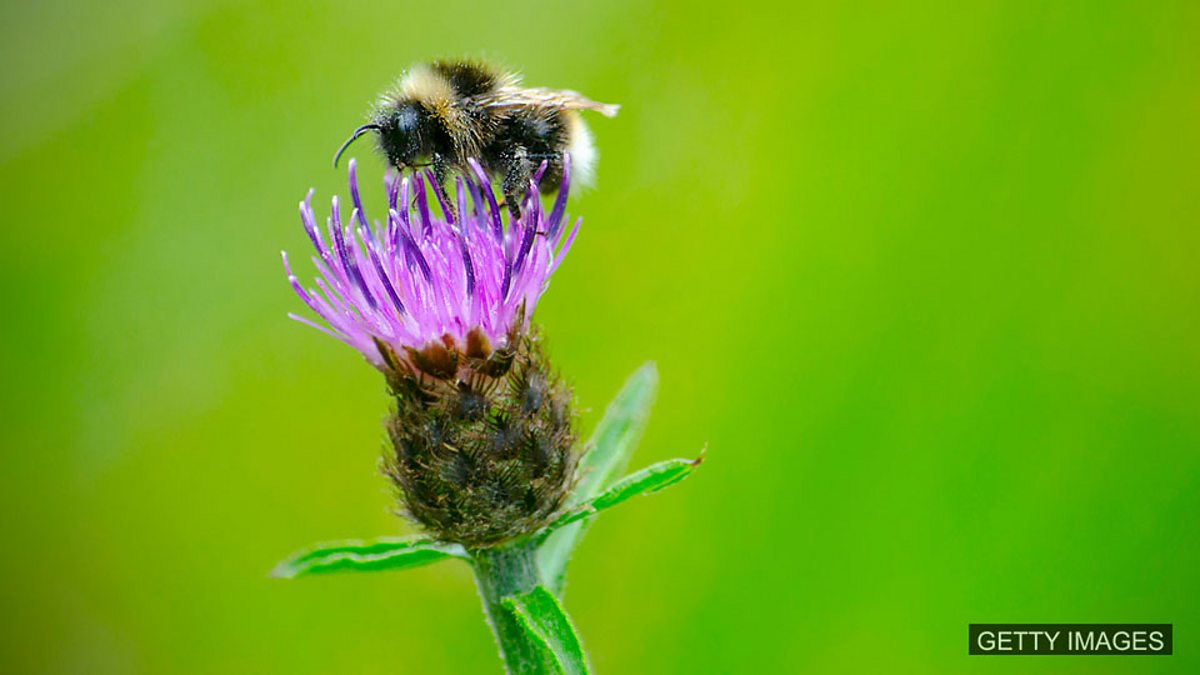 c Learning English 媒体英语 Large Scale Study Shows Neonic Pesticides Harm Bees 大型研究结果显示烟碱类杀虫剂对蜜蜂有害